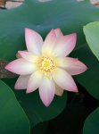 Lotus May 10 2014a.jpg