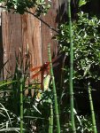 Dragonfly on Horsetail Bamboo.jpg