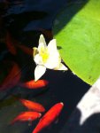 Fish and Water Lily.jpg