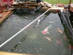 rainy day pond 005.JPG