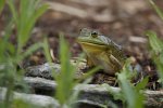 Frog at the pond gf.jpg
