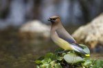 Cedar Waxwing on Water Hyacinth gf.jpg