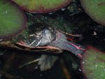 Turtle still there at dark.JPG
