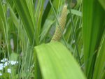 DSC07132.JPG