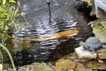 Catfish Pond.jpg