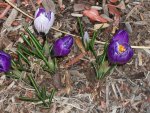 harbingers of spring 002.jpg