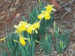 harbingers of spring 003.jpg