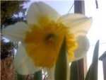 First Daffodil of 2011.jpg