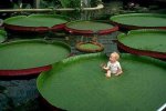 Giant_Water_Lily_Victoria_Amazonica_with_baby.jpg