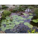 American Water garden 1.jpg