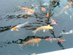 DSC06970.JPG
