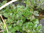 Water Cress.JPG