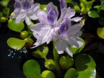 water_hyacinth_first.jpg