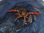 crayfish 002int.jpg