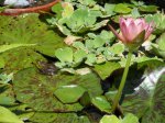 pond pics 5311 005.jpg