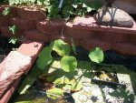 lotus pond 001.JPG