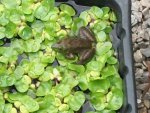 frog and pond 2011 001.JPG