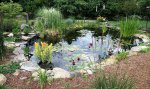 Pond 7-11-2014.jpg