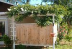 pergola with wysteria.jpg