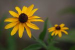 Black eyed susan.jpg