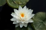 WaterLily 001-1.JPG