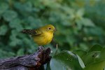 Yellow Warbler gpf.jpg