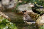 Cedar Waxwing in the Stream gpf.jpg