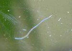 Larva 1.JPG