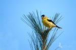 Goldfinch on White Pine gpf.jpg