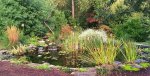 Pond with fall color.jpg