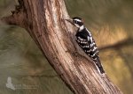 Downy Woodpecker gpf.jpg