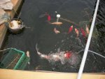 pond 2014 19th 023.JPG