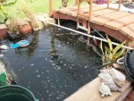 pond 024.JPG