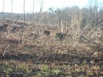 logging dogs and pond 006.JPG