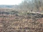 logging dogs and pond 007.JPG