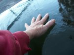 ice pond 2015 002.JPG