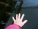 ice pond 2015 003.JPG