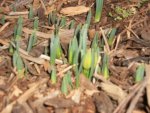 barley and early spring 011.JPG