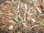 barley and early spring 007.JPG