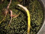 pond 015.JPG
