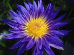 blue_aster8.jpg