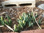 flower bulbs Jan.2015 pond video 002.JPG