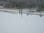 snow 2-26-15 053.JPG