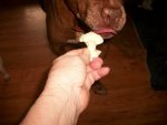 pit bull eatin cauliflower 006.JPG