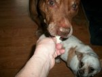 pit bull eatin cauliflower 005.JPG