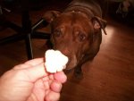 pit bull eatin cauliflower 003.JPG