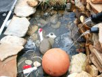 pond 2014 april 14th 029.JPG
