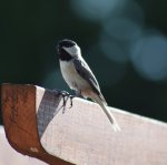 chickadee5.jpg