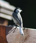 chickadee3.jpg