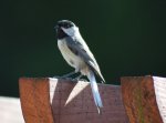 chickadee1.jpg